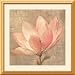 Sweet Magnolia Framed Print by Albena Hristova Framed