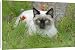 Canvas Prints of Siamese Cat, female portrait lying in grass among flowers from Ardea Wildlife Pets
