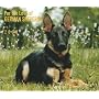 German Shepherds, For the Love of 2009 Deluxe Wall Calendar