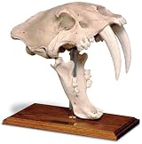 Saber Tooth Tiger Skull W/Stand - Antique Finish