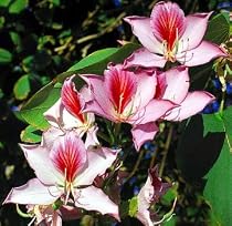 Variegated Purple Orchid Tree 5 Seeds