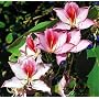 Variegated Purple Orchid Tree 5 Seeds