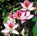 Variegated Purple Orchid Tree 5 Seeds