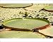 Photographic Prints of Water Lily from Prints Prints Prints