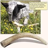 Antler Dog Chew, X-Large 8″-10″ Long, 1 Piece