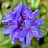 Blue Baron Rhododendron - Very Hardy - Spectacular