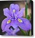 African Iris Canvas Print / Canvas Art - Artist Saija Lehtonen
