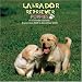 Labrador Retriever Puppies 2009 Wall Calendar