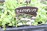 花苗　まとめ買い　ヒメイワダレソウ　4ポットセット　3寸苗　－送料込－
