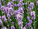 Lavender French Perfume Seeds 30 Seeds