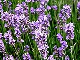 Lavender French Perfume Seeds