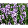 Lavender French Perfume Seeds