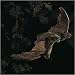  : Plush Brown Bat Puppet 24