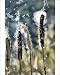 Photographic Prints of Greater REED-MACE / Bulrush / Common Cattail from Ardea Wildlife Pets