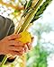 Kosher Certified Lulav and Esrog Etrog Set For Sukkos