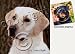 Labrador Retriever Dog Drink Coasters - Yellow