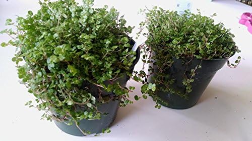 2 Baby Tears Plant 4" Pot Helxine Great Indoor Plant Fairy Garden Plant