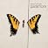 Brand New Eyes