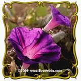 Morning Glory (Ipomoea purpurea) Jumbo Wildflower Seed Packet - 200 Seeds