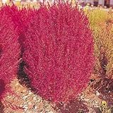 BURNING BUSH BURNING BUSH