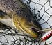The Best Trout Fishing Methods: Learn How to Catch Trout Like a Professional