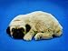 Toys : Perfect Petzzz Pug