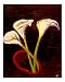 Calla Lilies II Emerging Artists Giclee Poster Print by Kristina Dvorak, 16x20