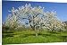 Canvas Prints of Fruit tree meadow - with flowering cherry trees and dandelions in early spring from Ardea Wildlife Pets