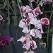 Close-Up of Sweetpea Flowers (Lathyrus Odoratus) Photographic Poster Print by A. Moreschi, 16x16