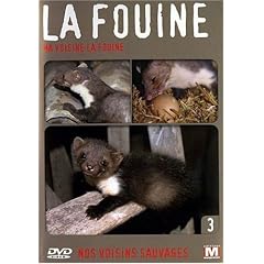 Nos voisins sauvages : La fouine : Ma voisine la fouine