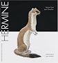 Hermine