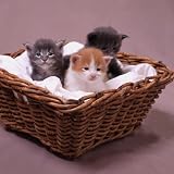 51c4jjN6yIL. SL160  The Complete Cat   Your Guide To Cat Training