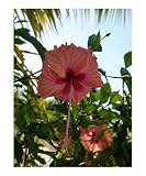 Beauty Under the Palm Botanical Photographic Poster Print by Joni Averion, 20x24