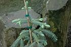 Picea Engelmannii Bush's Lace - Engelmann Spruce Tree - Pot Size #1 Gal.