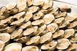 On The Half Shell Chesapeake Bay Clams - Frozen (144 count) - 144 Count per Case