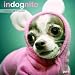 Indognito 2011 Wall Calendar (Calendar)
