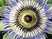 Blue Passion Flower - 18