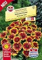 Kokardenblume Arizona Sun, Gaillardia x grandiflora