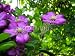 Wallmonkeys Peel and Stick Wall Decals - Purple Clematis - 24"W x 18"H Removable Graphic