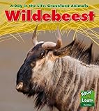 Wildebeest