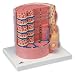 3B Scientific Micro Anatomy Muscle