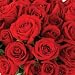 Send Fresh Cut Bulk Flowers - 250 Red Roses Wholesale