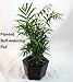 Self Watering Glazed Ceramic Pot - Red - 6 3/8