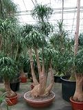 Eigenschaften Terrapalme  / Beaucarnea recurvata - Elefantenfuß,Flaschenbaum Topfbreite 80 cm / Pflanzenhöhe 250 cm mit Topf / Verzweigt