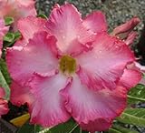 アデニウム アラビカム オベスム 砂漠のバラ塊根植物 Adenium obesum Desert Roses no.1 Angel-pink