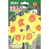 秋植え球根 芳香水仙 スージー (黄花) (239494)