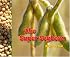 The Super Soybean