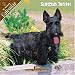 Scottish Terrier