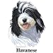 Havanese Cordial - Shot Glass