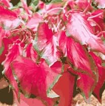 Fancy Rosalie Caladium 3 Bulbs